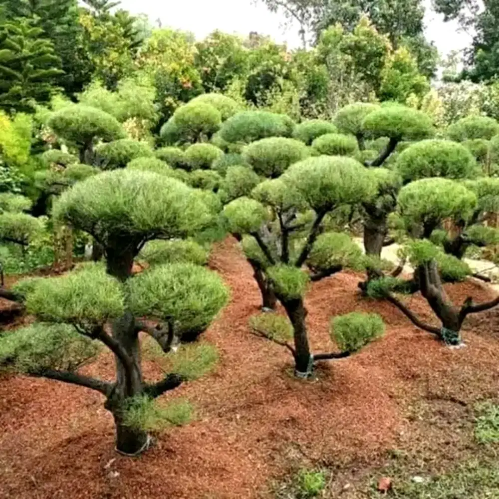 Pohon pelindung tanaman pohon hias pelindung