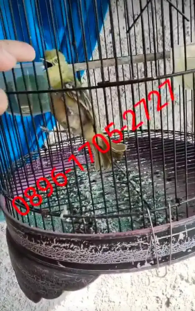 Burung cipow/sertu gacorrr