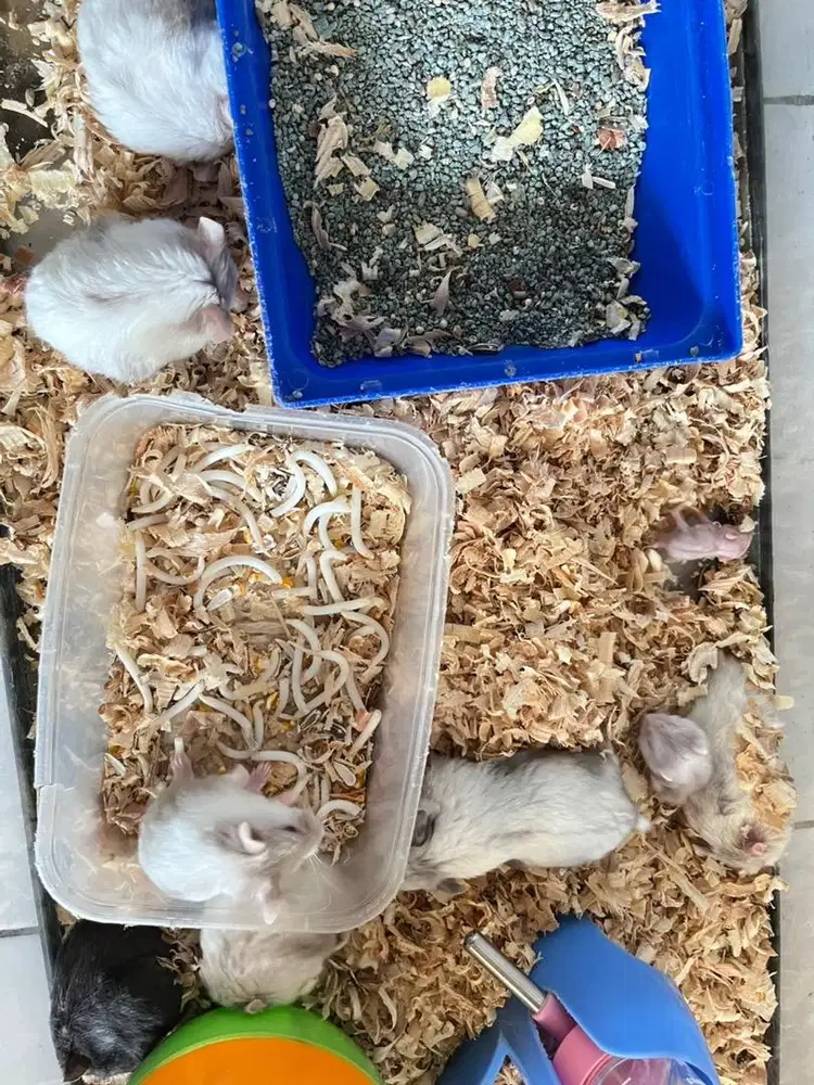 DI JUAL HAMSTER JENIS WINTER