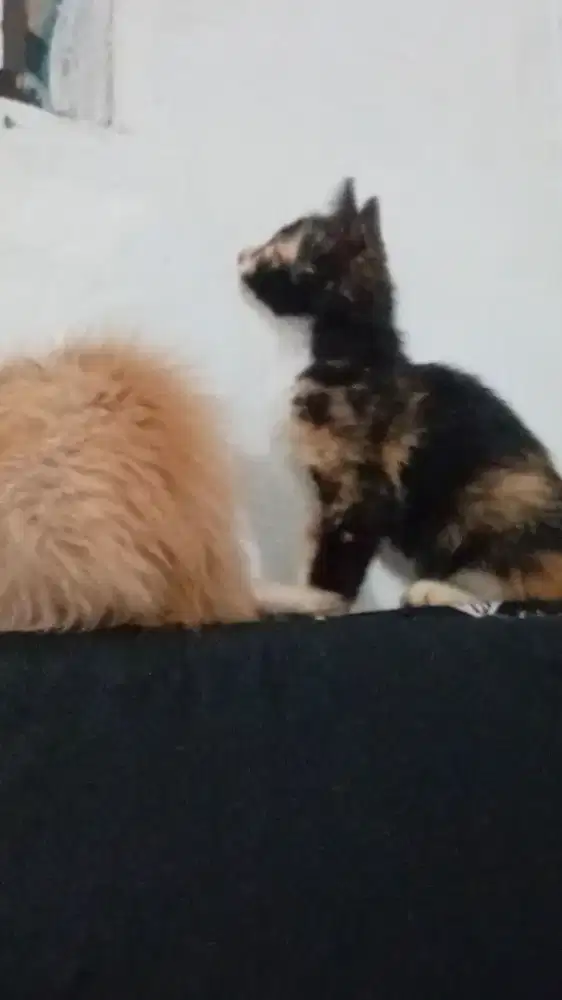 Adopsi Gratis Cari BABU Baru