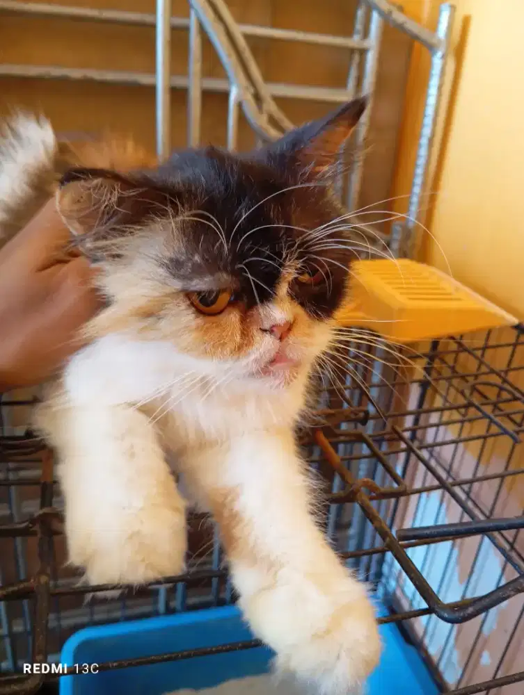 Indukan betina flatnose calico lh