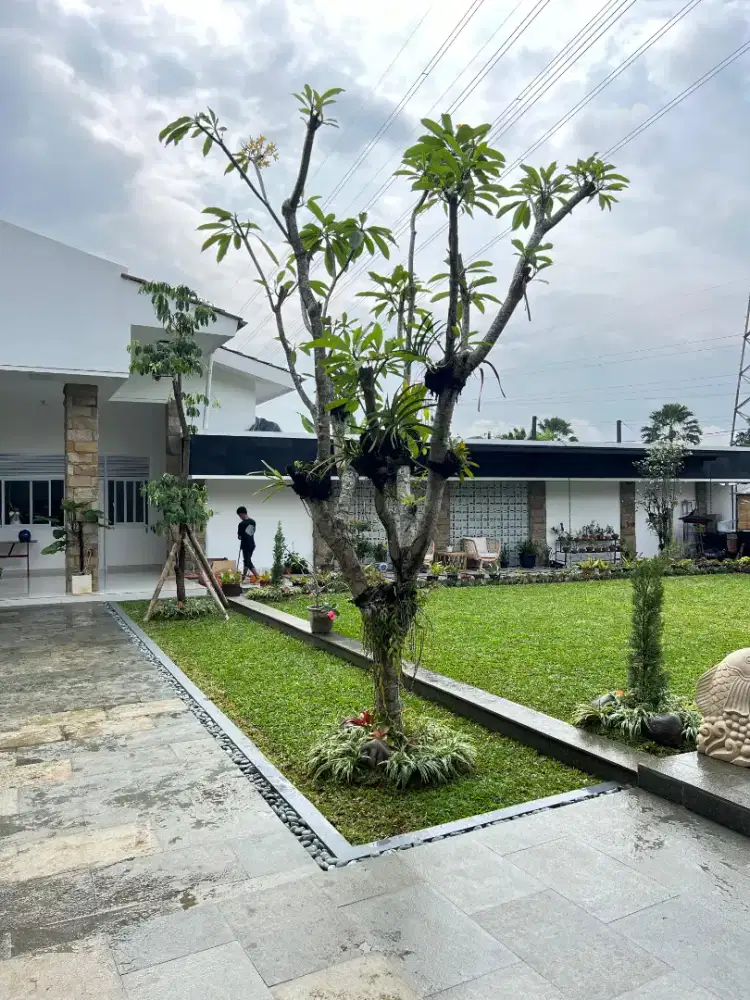 Pohon kamboja bunga pink kuning putih pohon kamboja bali