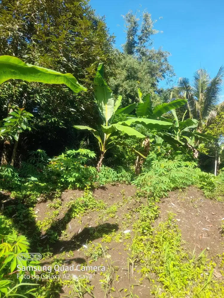 Jual Cepat Tanah SHM di Turi Sleman dekat ke Jl Magelang view sungai