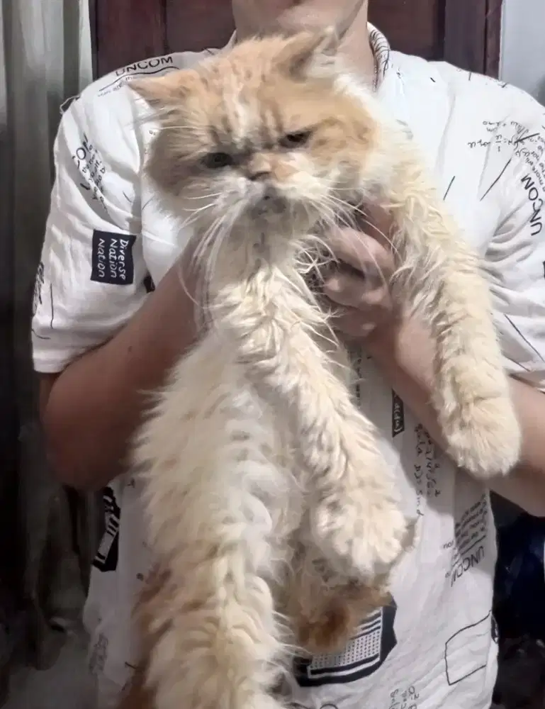 D jual kuncing ganteng dan kuncing cantik nya