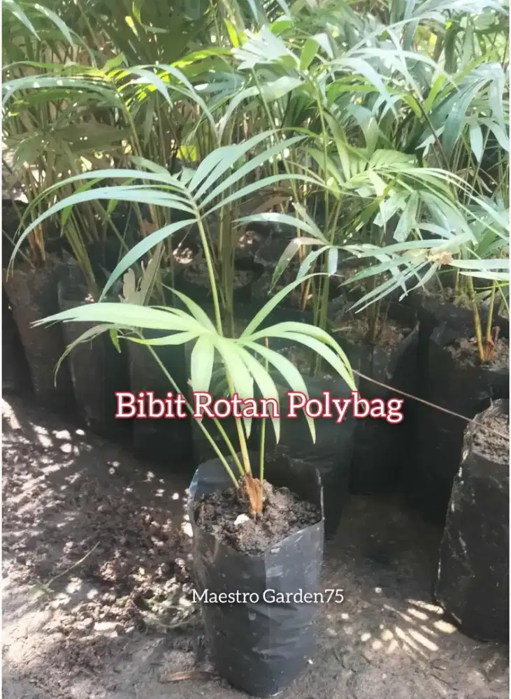 Bibit Rotan Polybag an