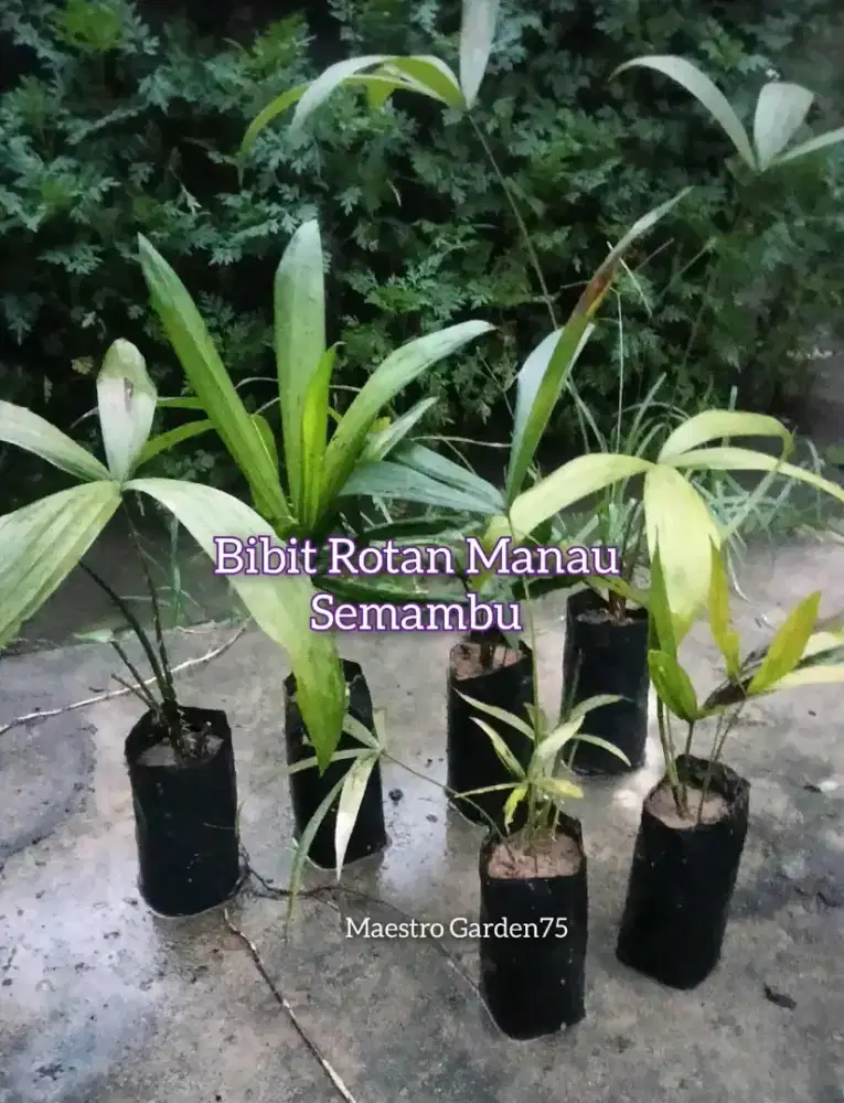 Bibit Rotan Manau / Semambu
