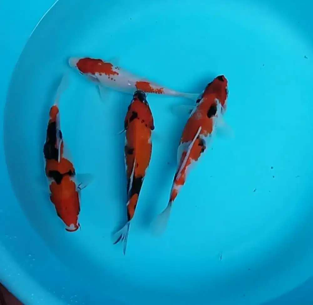 Paket koi murmer 24 27 cm