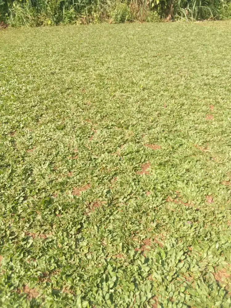 Tukang rumput gajah mini