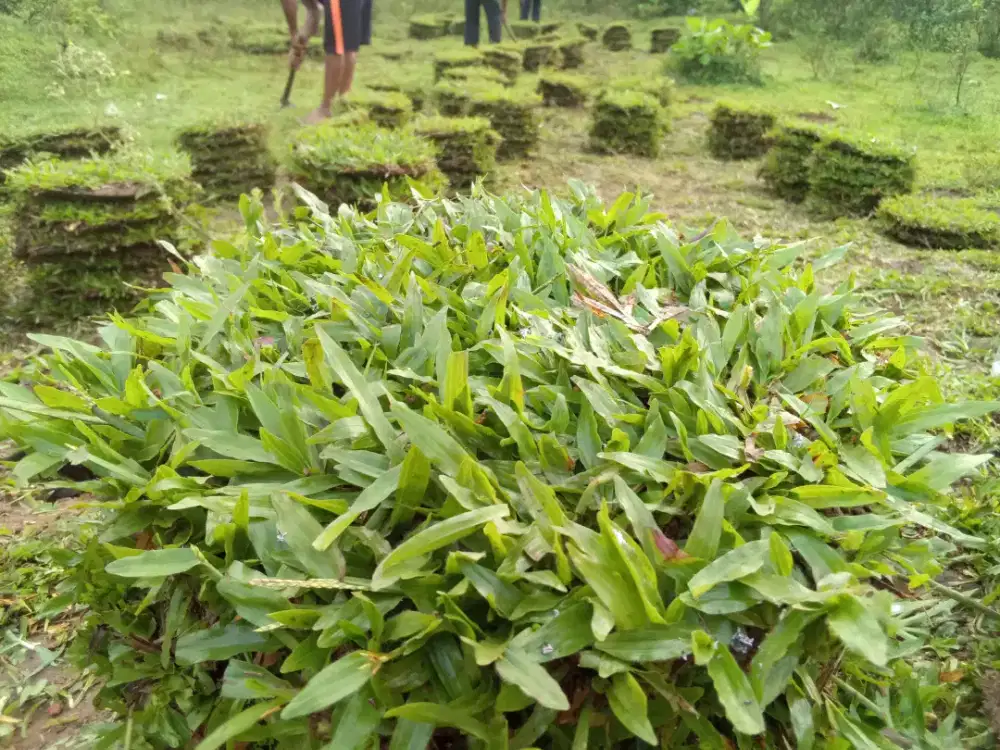 Tukang rumput gajah paitan