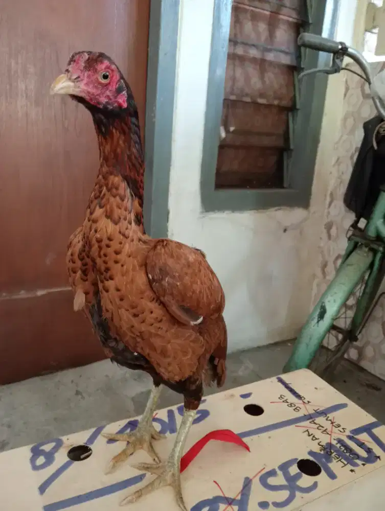 Ayam betina Mangon Silangan Bangkok BDAN mbotol
