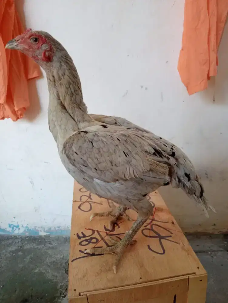 Ayam betina Mangon Silangan Bangkok
