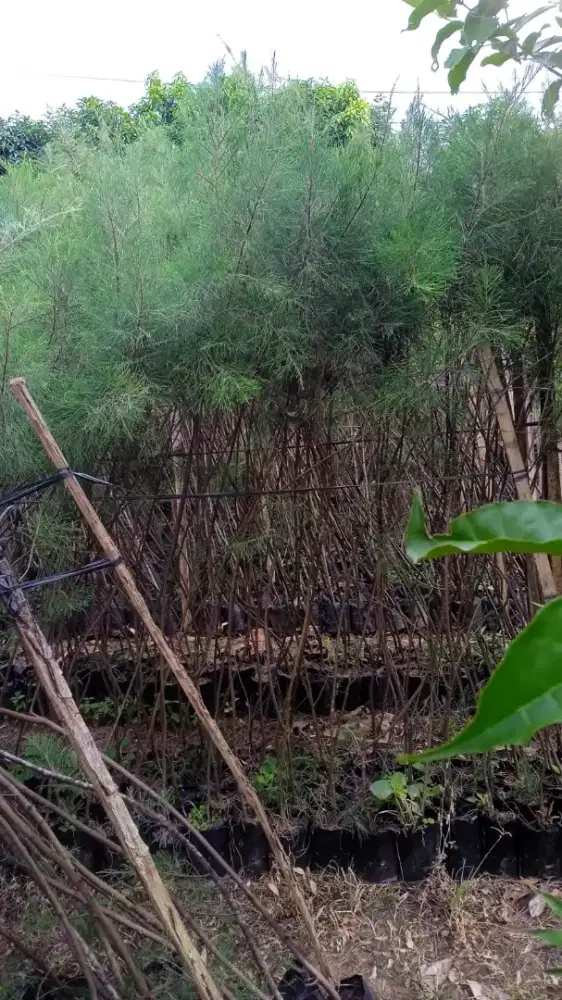 Cemara udang 2 meter