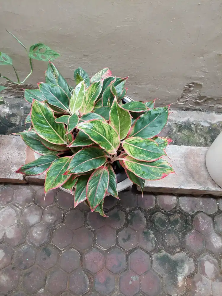 Tanaman Aglonema (Lipstick)