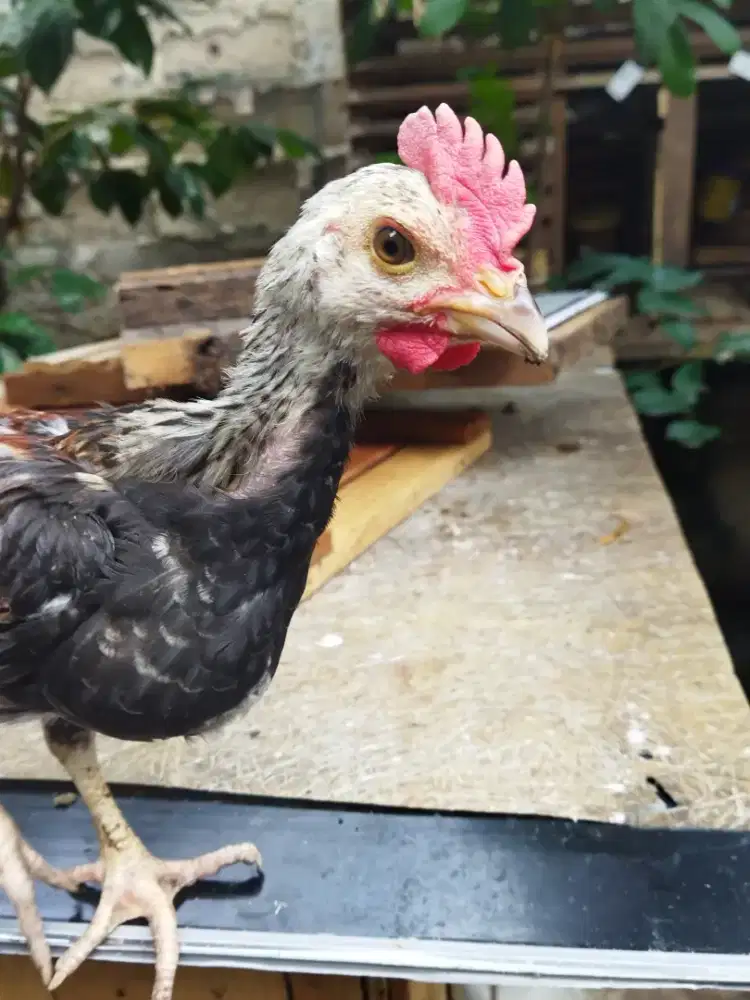 Ayam Pelung Umur 3  bulan