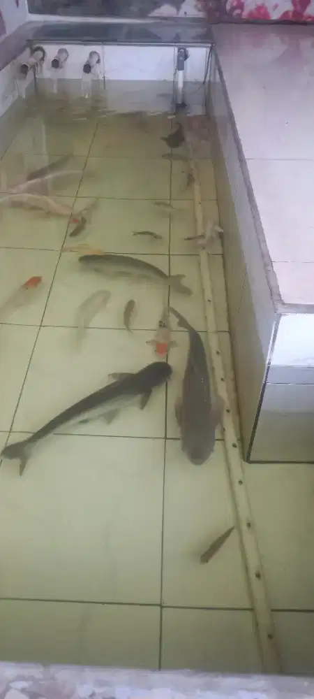 Ikan Brascap, Patin albino, Gurame padang
