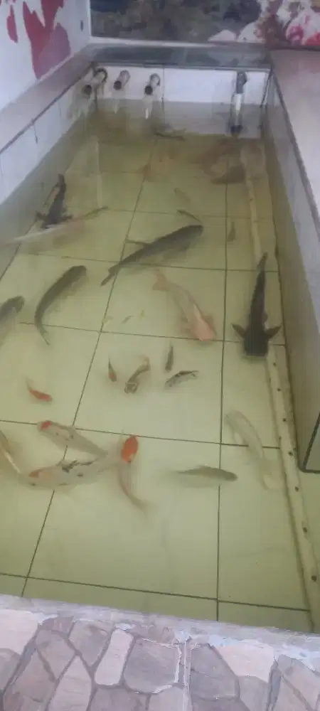 Ikan Brascap, Gurame padang, patin albino