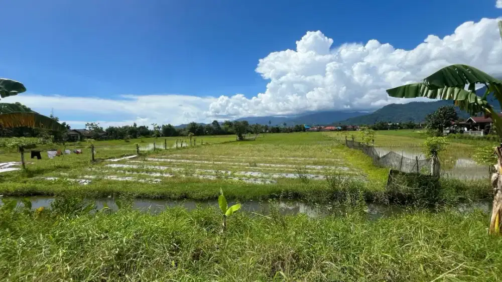 Dijual Tanah Berupa Sawah di Jl. Saiyo V di Kurao Kota Padang