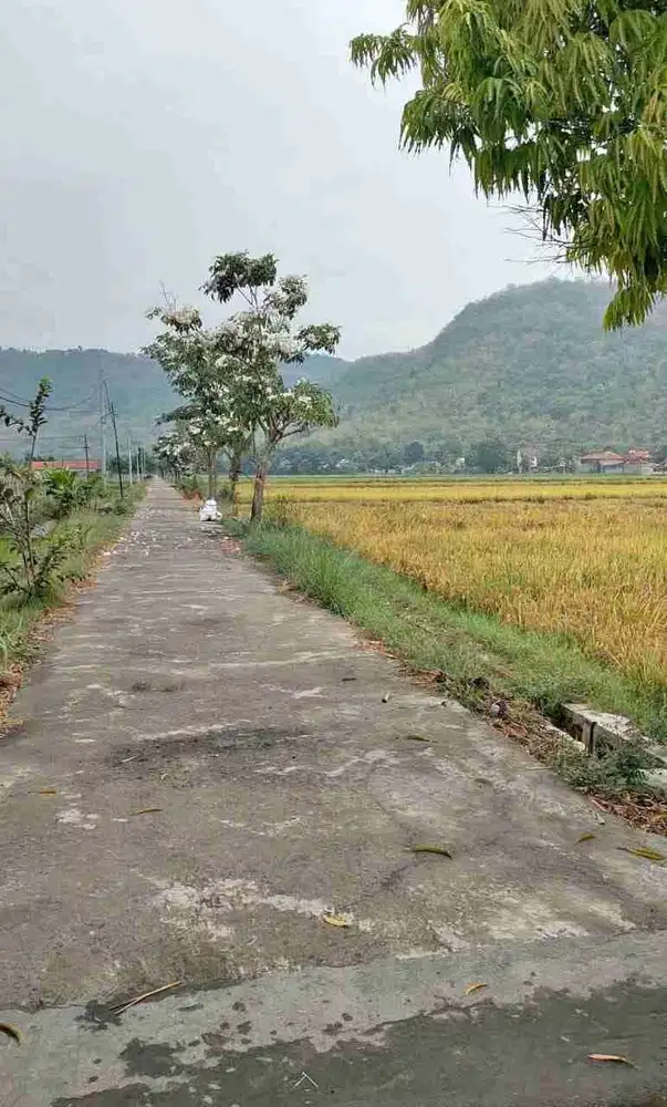 Di jual Sawah Subur view perbukitan indah di Prambanan