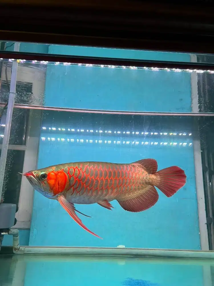 Ikan Arwana Super Red Dayung Samurai