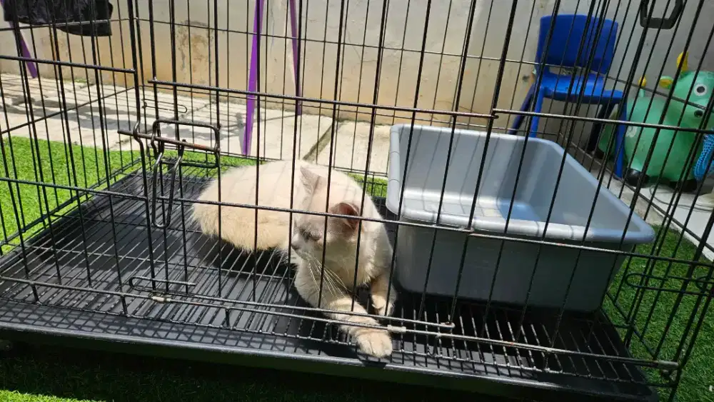 Kucing ragdoll jantan usia 1 tahun