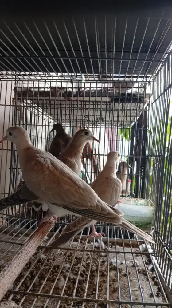 Burung Puter Pelung muda Original (Baca Deskripsi Iklan)