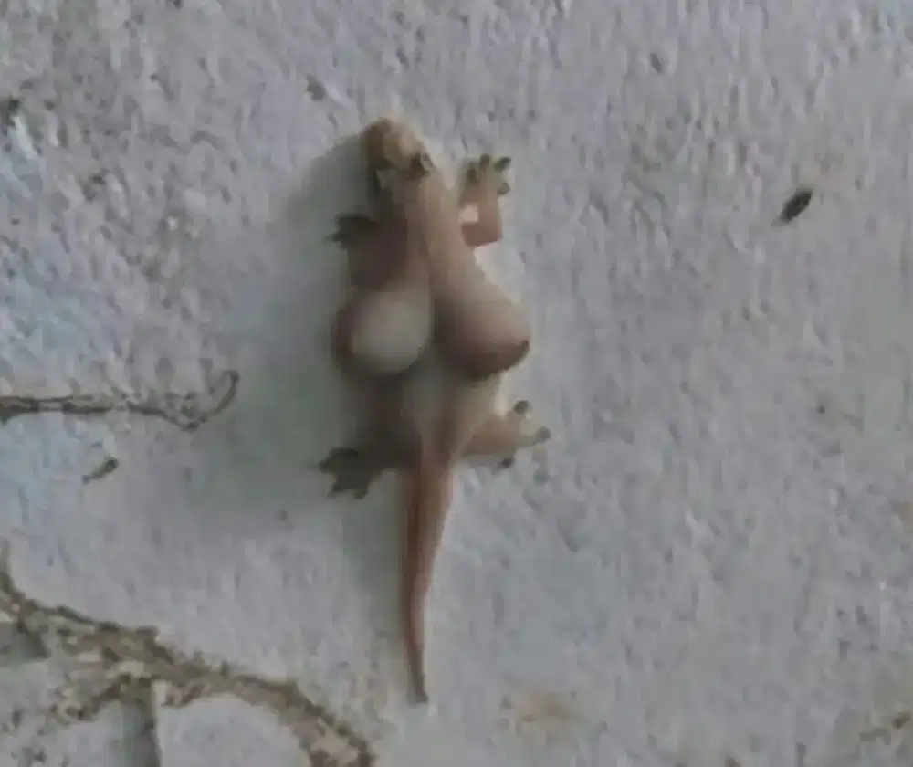 Cicak Dinding langka