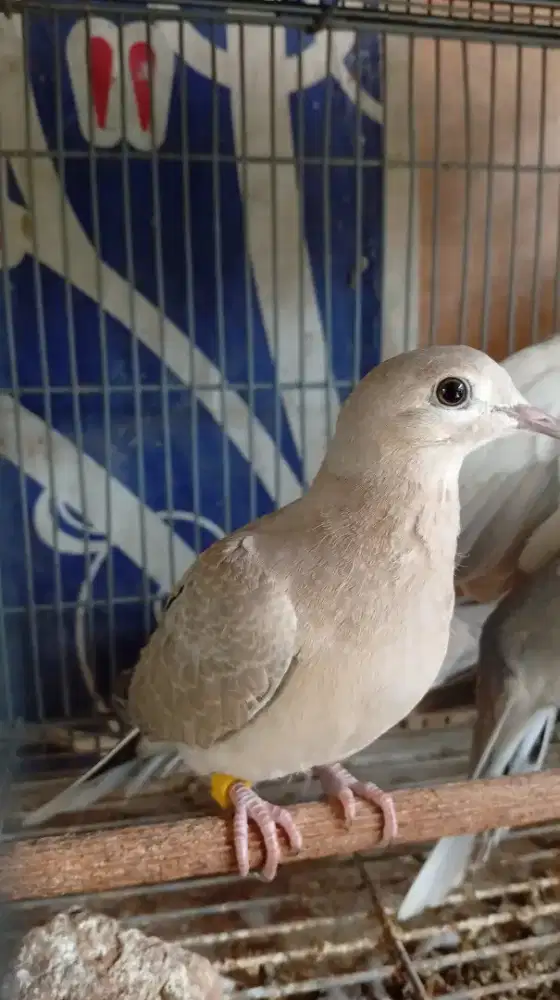 Burung Puter KRES Pelung muda (Baca Deskripsi iklan)