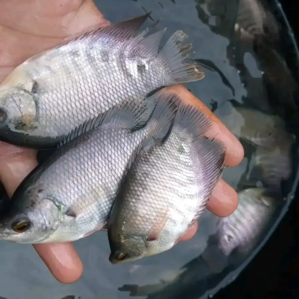 Gueame ukuran ngorek kayu isi 50 ekkor