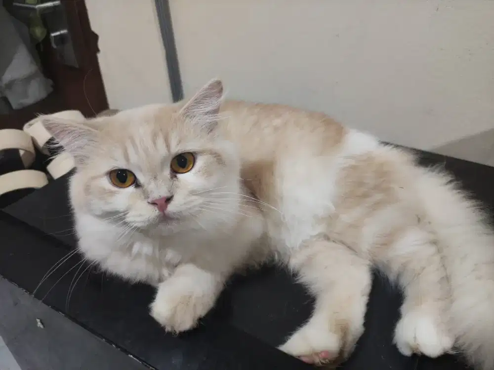 Kitten british long hair BLH jantan 12bln