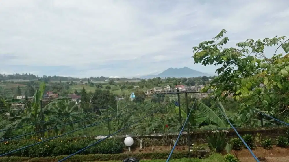 Tanah di Tugu Selatan Puncak Luas 1.2 Ha View Gunung