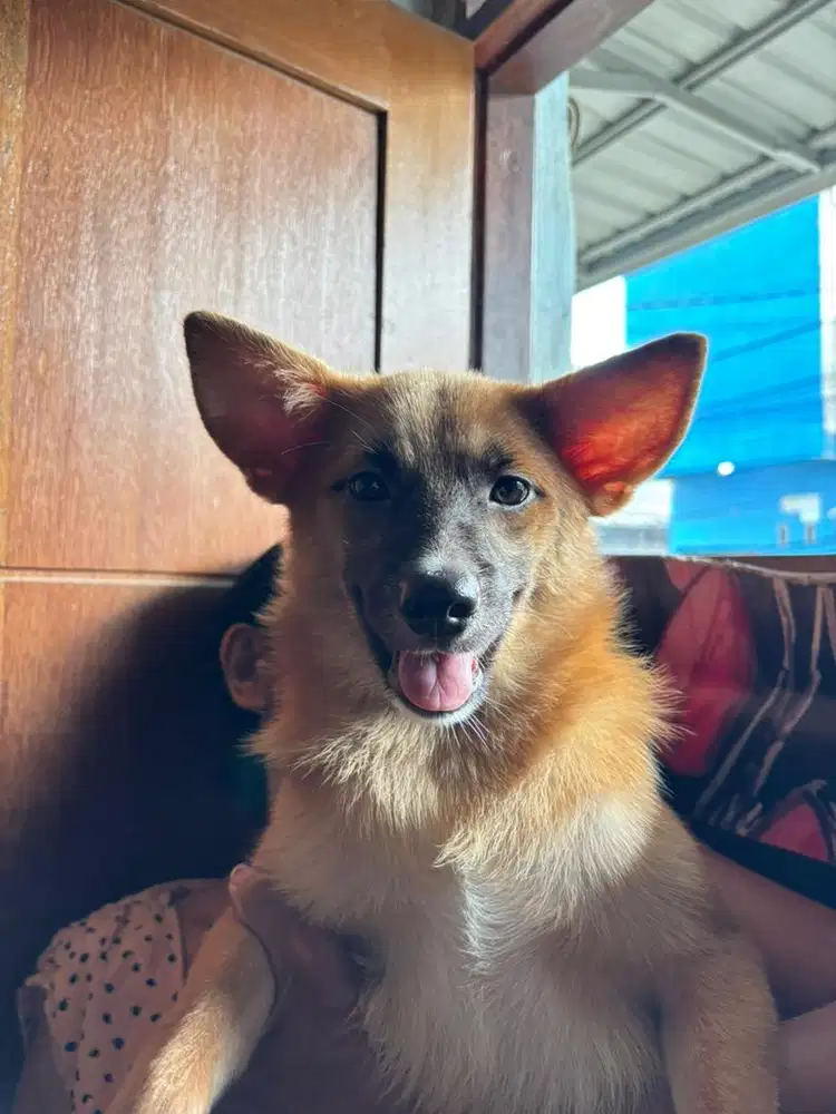 Kampung mix Pomerian