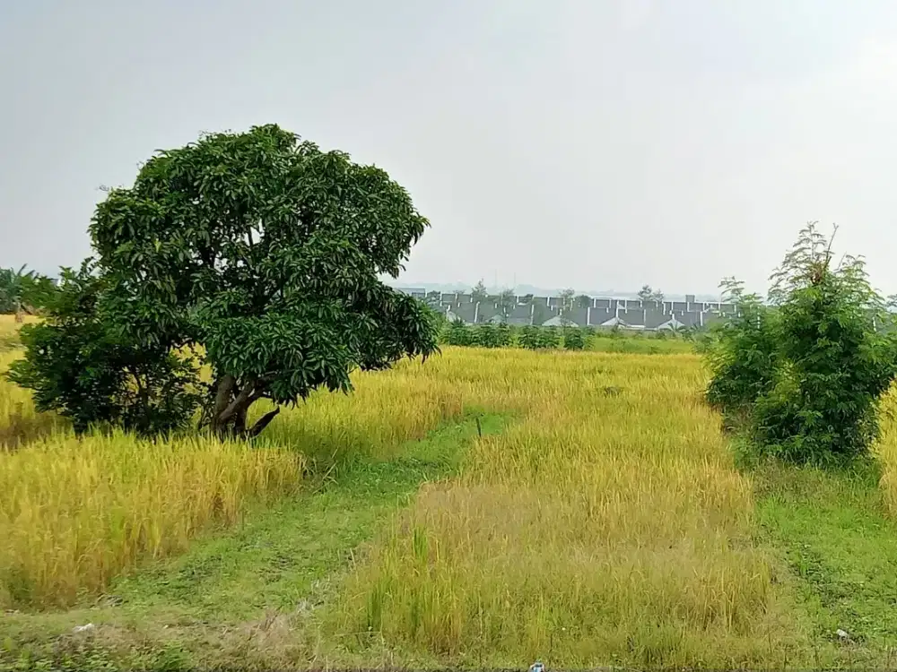 Jual murah kavling tanah petok D 132m² Menganti susun Domas