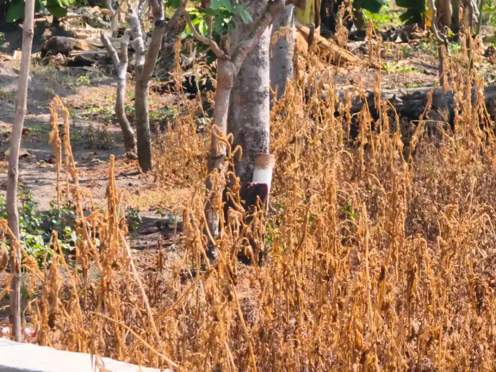 Di jual cepat shm  atas nama sendiri