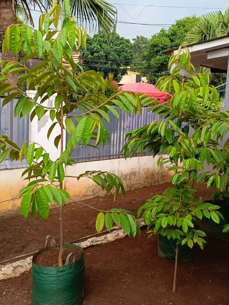 pohon durian monthong