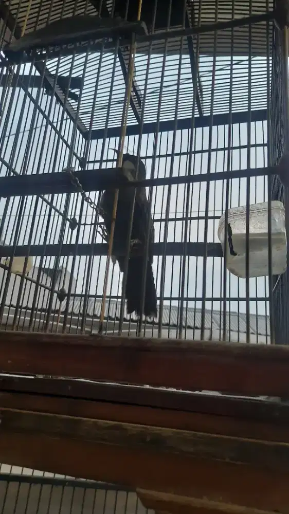 Poksay hongkong rawalumbu