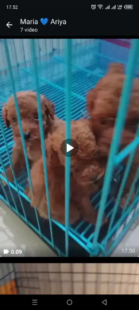 Open adopsi anjing red toy puddle