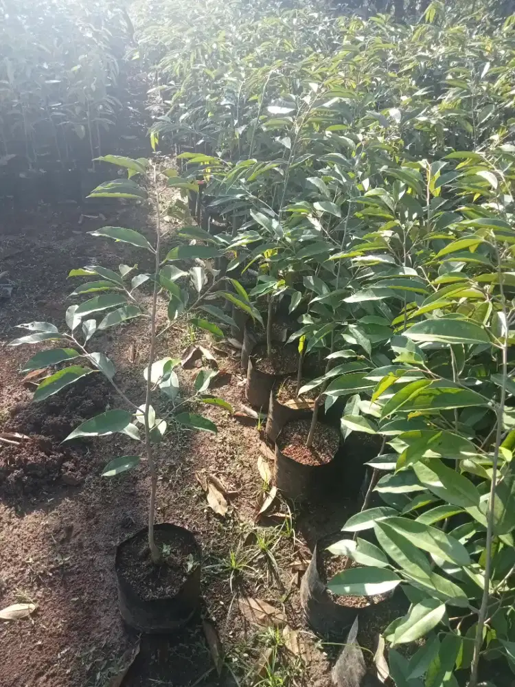 Bibit durian siap tanam.