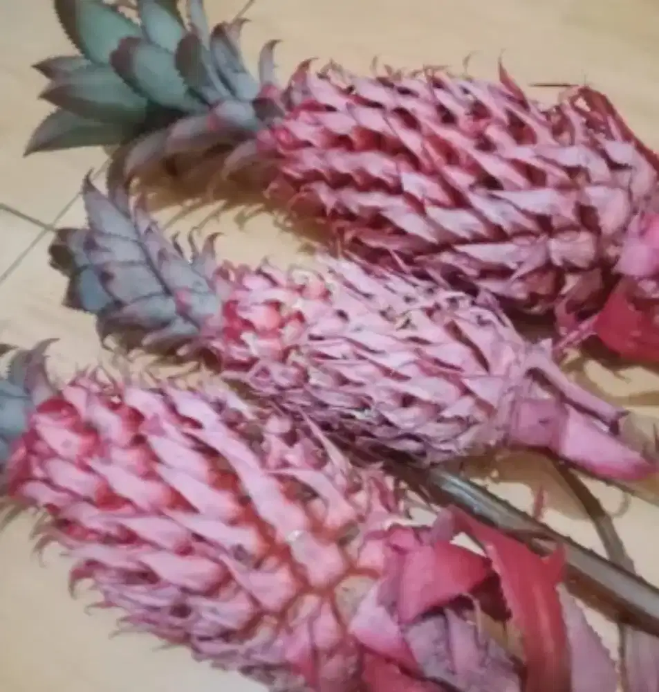 Jual nanas muda nanas merah segar