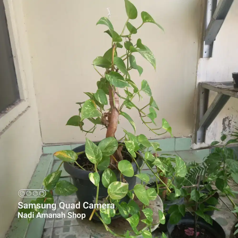 Sirih Gading Daun Mini