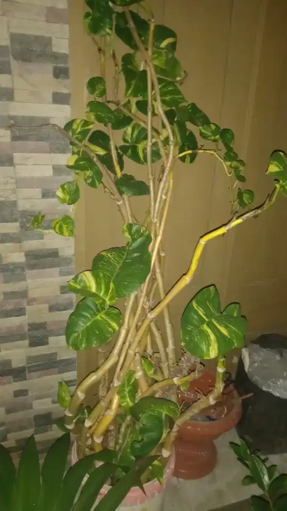 Sirih Gading Bonggol Besar