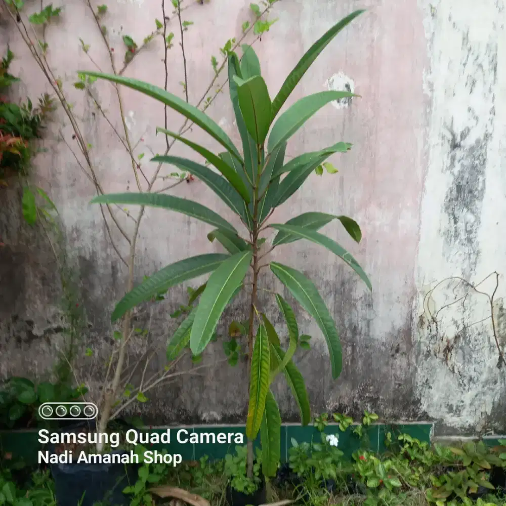 Tanaman Ficus Calosa