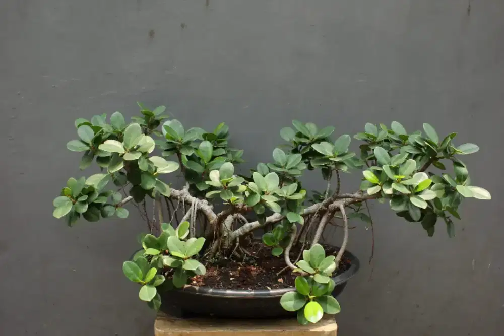 Bonsai Beringin Dolar