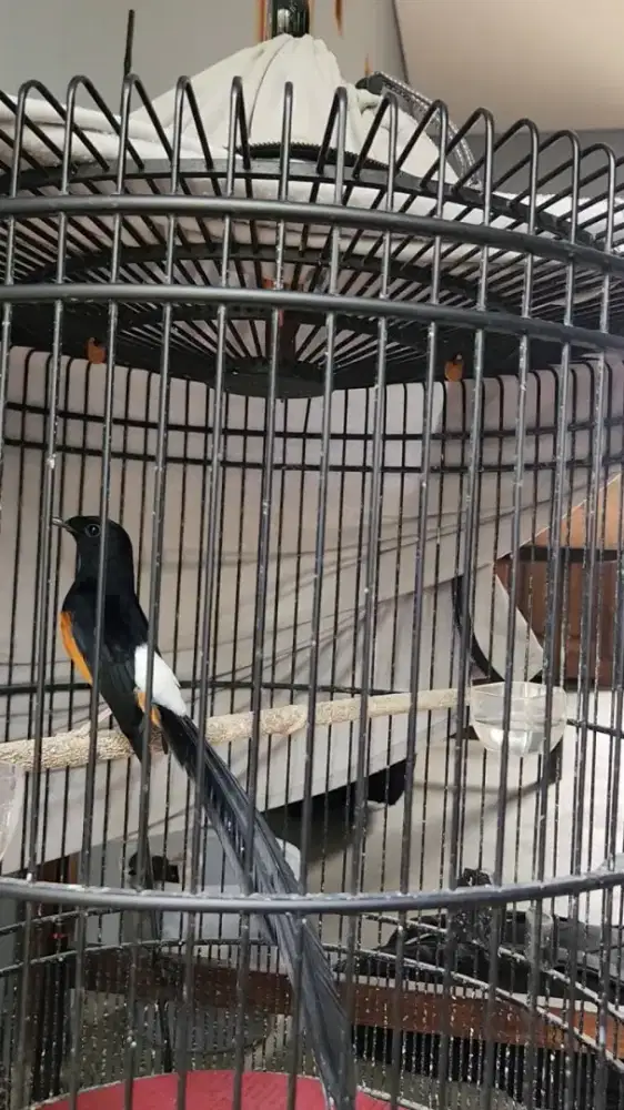 Burung Murai Batu PE21 Gacor Dor Volume Tembus