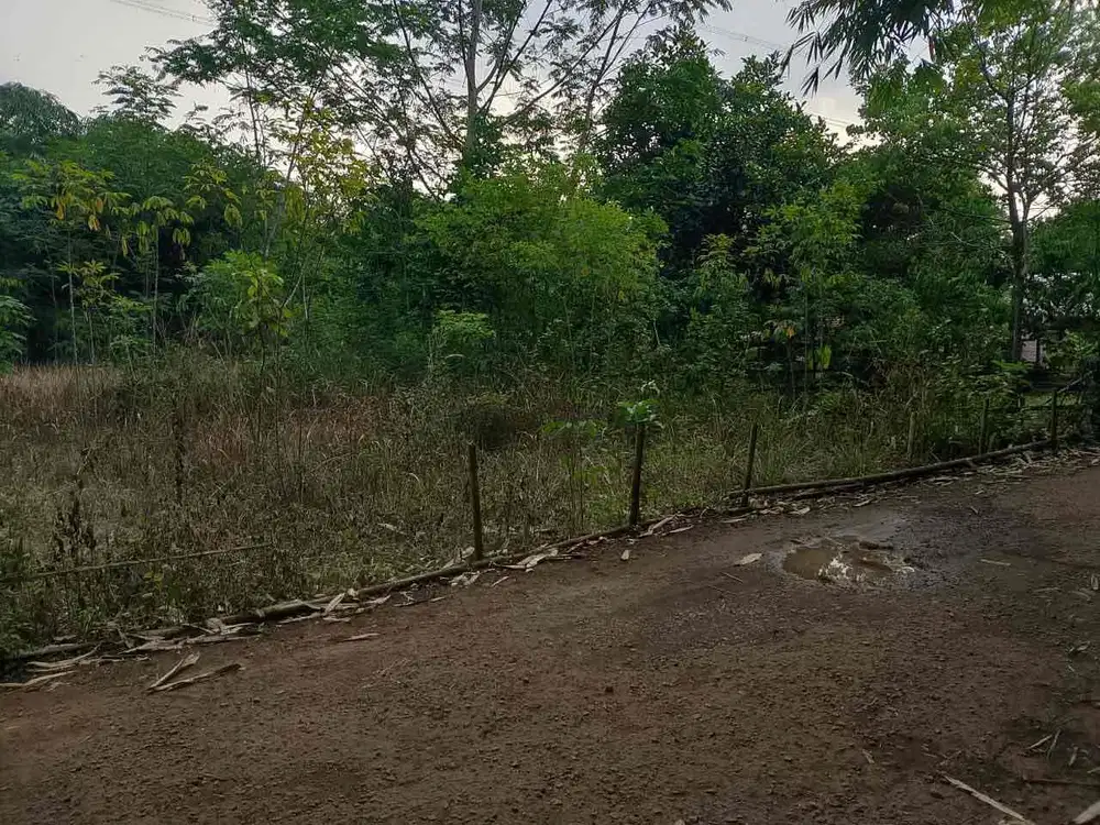 Di Jual Kebun Rata,Cocok Untuk Berkebun