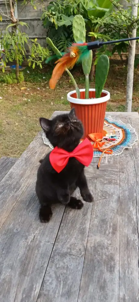 Persia Exotic Shorthair Black Solid