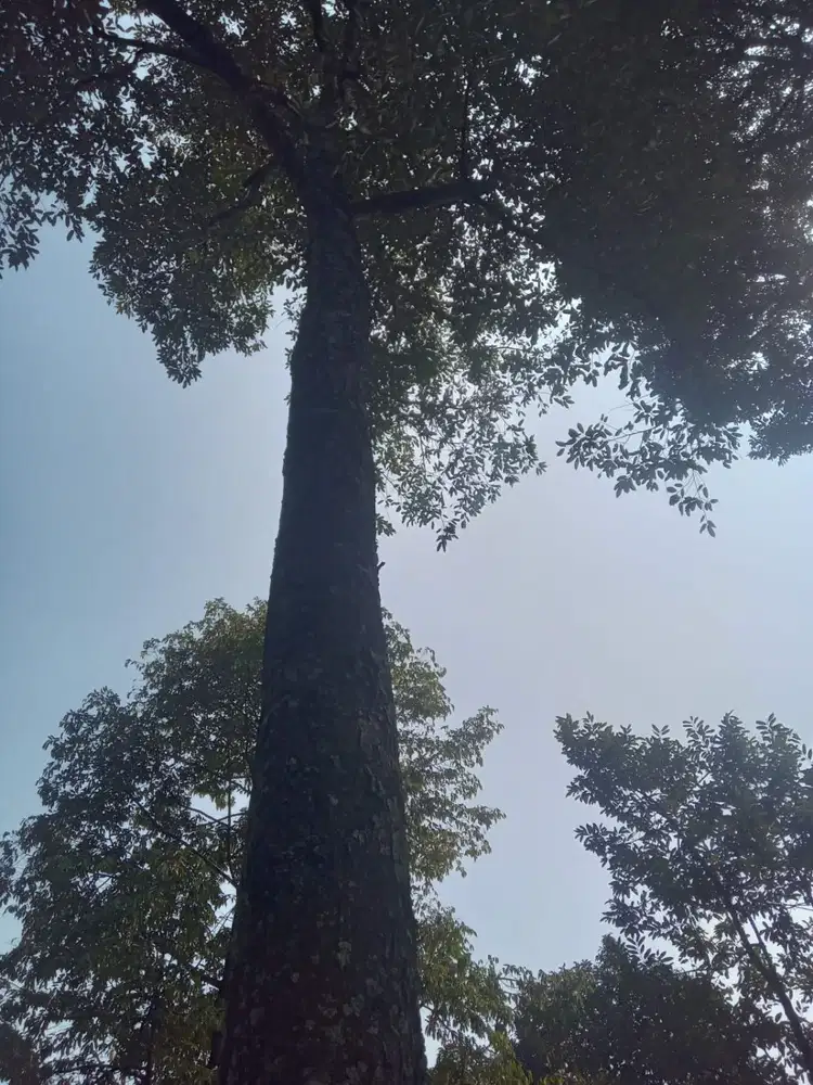 Dijual kebun durian murah sudah produksi Wonosalam, Jombang