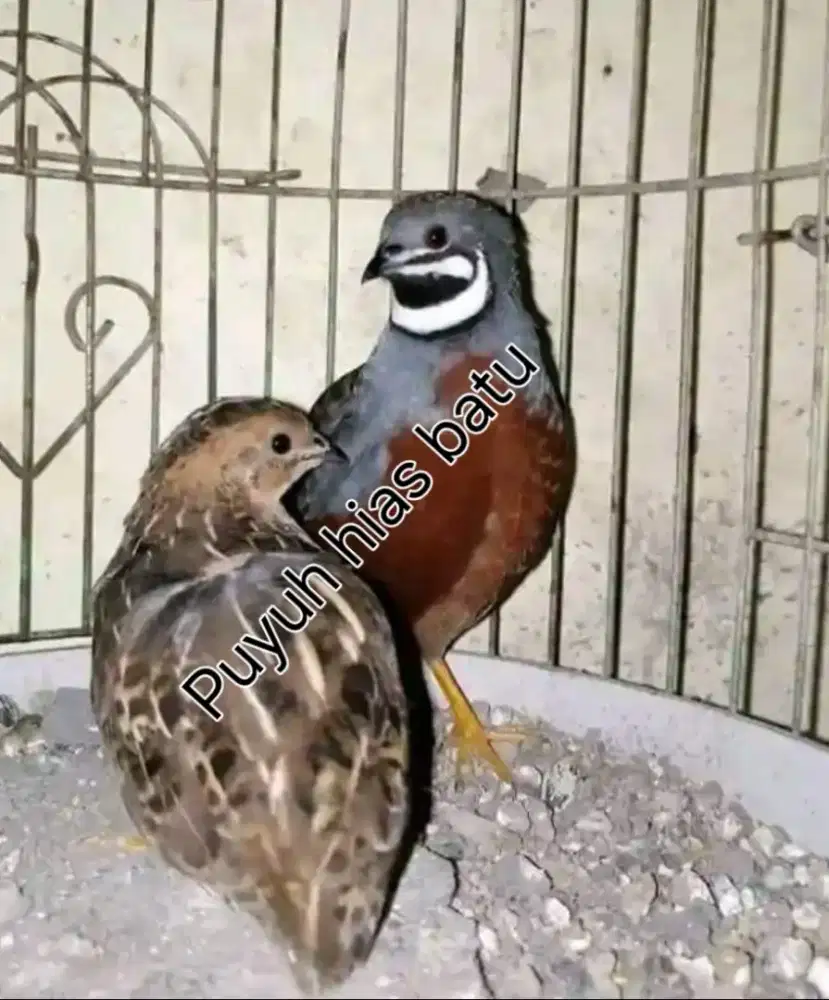 Puyuh batu hias mini