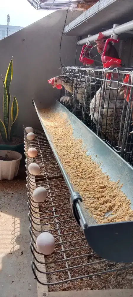 Borong Ayam Arab Petelur