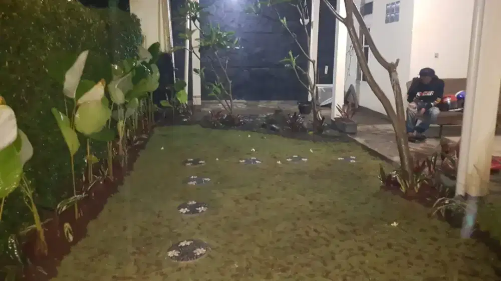 Jual rumput gajah mini untuk taman