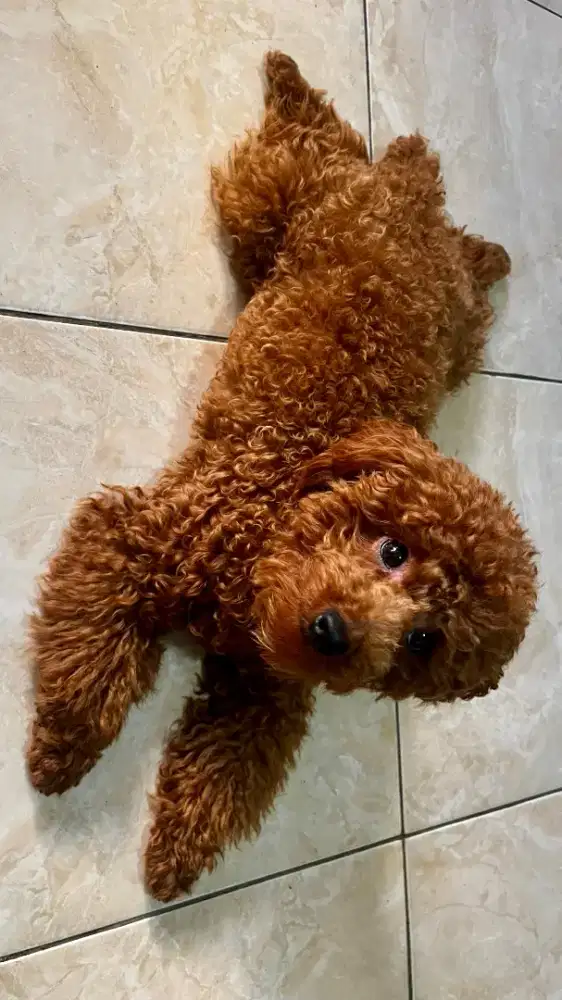 Poodle murah dan terawat